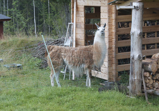 Ett lamadjur som vi såg på en gård