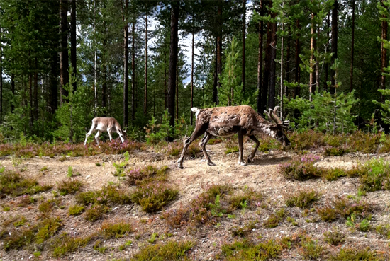 Några renar till